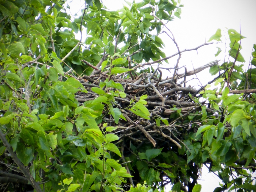Red-tailed Hawk Nest-Sig
