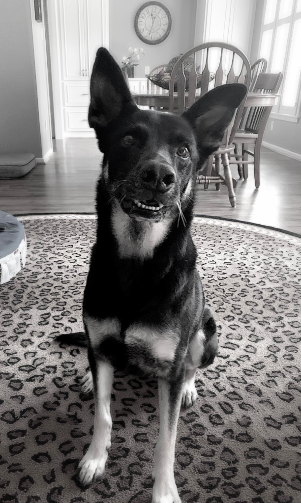 A German shepherd mix dog sitting in a living room with a head tilt. Black and white image. 
