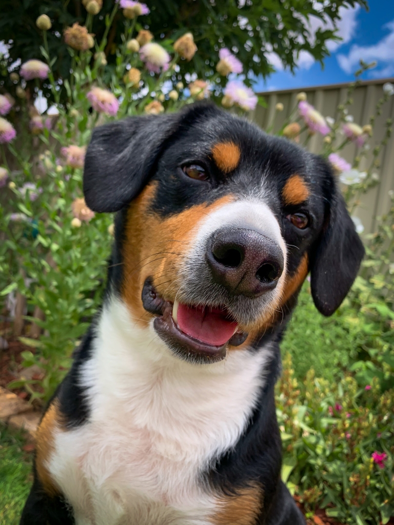 An Entlebucher Mountain Dog looking directly at the camera with its mouth open. The dogs colors are black, tan, and white. Flowers are behind the dog . 