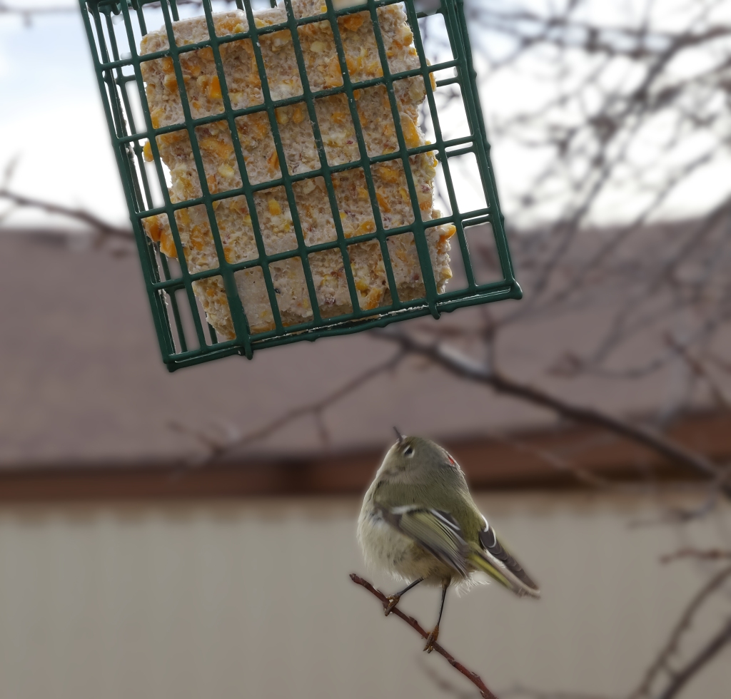 A tiny green bird looking up at a suet cake hanging from a tree branch. 