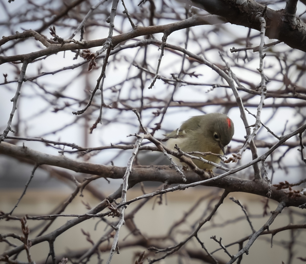 A tiny green bird sitting on a tree branch with a dot of red on its head. 